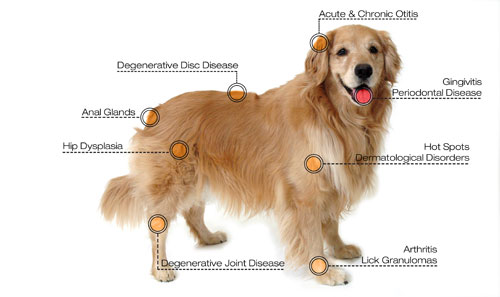 dog-diagram